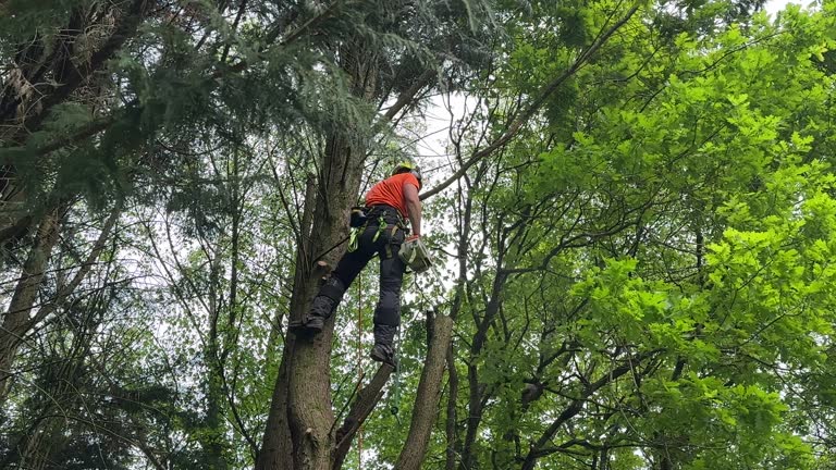 Trusted Cutchogue, NY Tree Services Experts